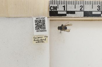 Media type: image;   Entomology 788944 Aspect: Labels